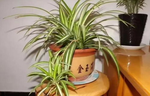 如何施肥让盆栽长得更粗壮？效果如何