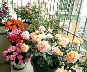 绿意盎然 月季树点缀