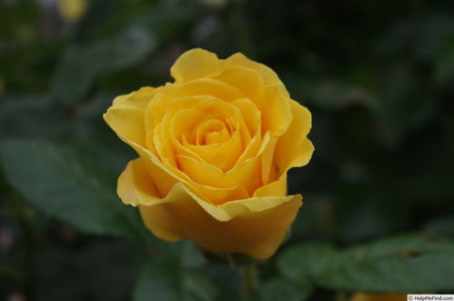 法国园艺协会月季大赏