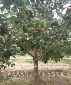 木棉树树苗价格之谜