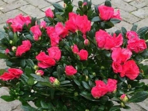 杜鹃花养护的注意事项