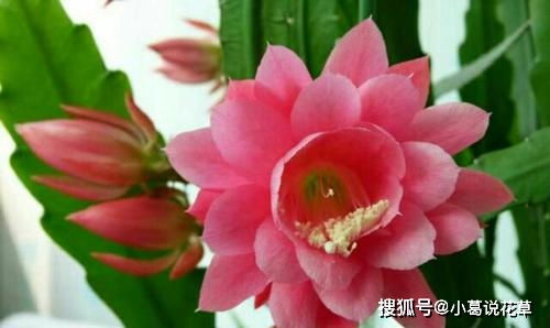 令箭荷花秋季如何养护才能使其花开得更艳