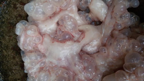 猪消化道寄生虫病防治策略优化