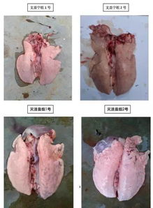猪咬尾症病因及防控措施有哪些？