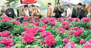 四月洛阳花卉种植攻略