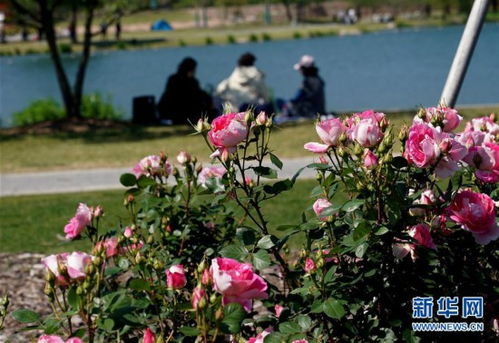 花开正艳， 自拍成风