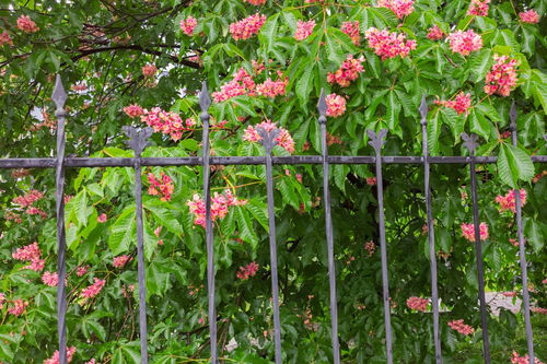 蔷薇新芽怎么这么快就枯萎了是不是天气太冷导致的呢？