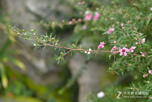 园林用途与区别