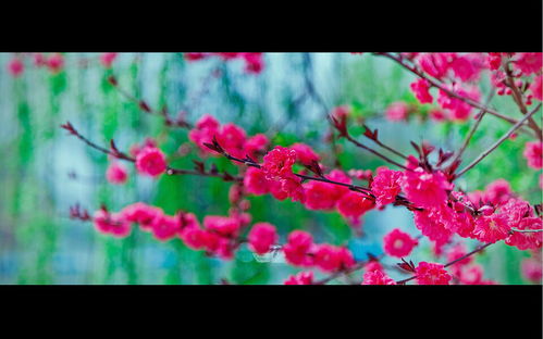 花红柳绿，难道不是春天的象征