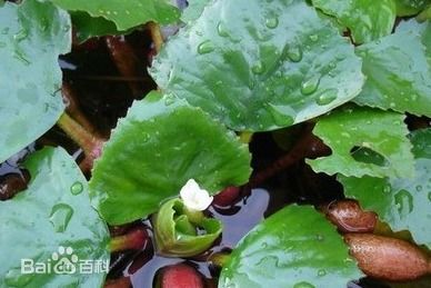 盆栽菱角怎么种植？如何让菱角在花盆里茁壮成长