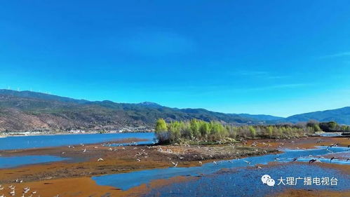 遥池：一片高原淡水湖的绿色奇迹