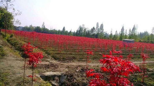 气候条件要适宜