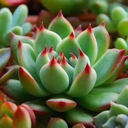 科学控水：指尖检测法， 盆土下2cm干燥再浇水