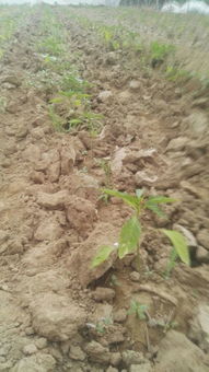 辣椒黄叶落叶的原因及特效药探讨