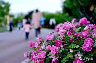 龙城广场：濮阳的民俗文化