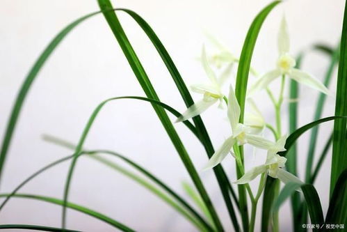 花盆选择，新手必堪