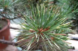 修剪与病虫害防治， 就像给小孩洗澡剪指甲，要定期进行