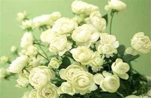 夏季休眠，冬季生根