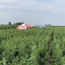 苗木防寒， 那些容易被忽略的小细节