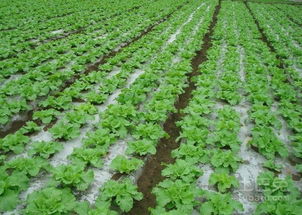 长江以南地区dou种植哪些特色蔬菜品种呢？