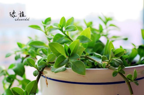 甲醛的克星组合