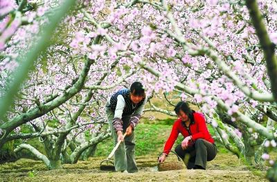桃树种植时如何选择合适的土壤和施肥方法以提高产量