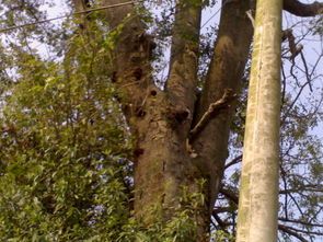 树龄差异，种子大小不一样