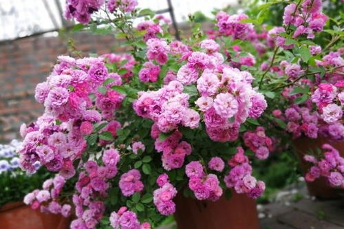 阳光和水分，月季的必需品