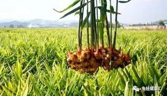 小黄姜种植肥料农药成本大揭秘