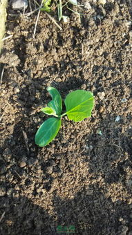 小苗的呵护之道