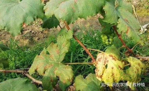 葡萄黑斑病和樱桃树褐斑病分别用什么药治疗？
