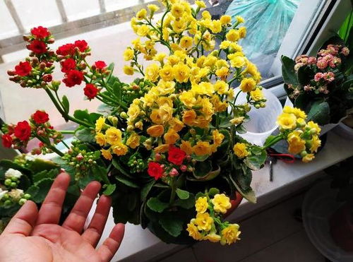 长寿花冬天怎么养护才能保证其安全过冬并保持旺盛生长