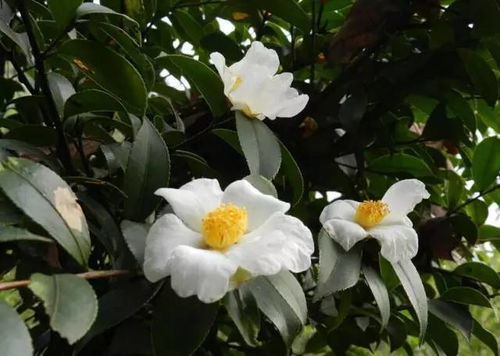 解决方法二：科学浇水