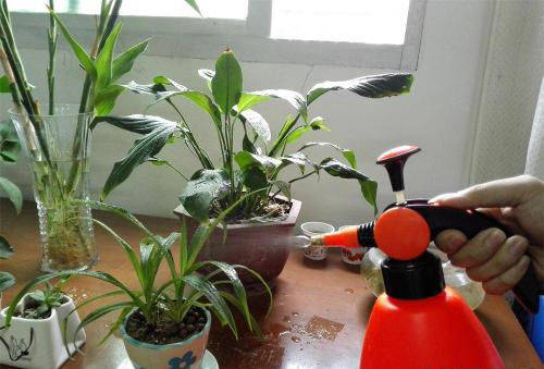 冬季浇水， 宁干勿湿