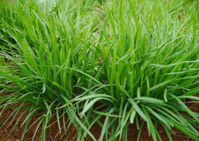 韭菜最佳种植时间为春季3月至4月