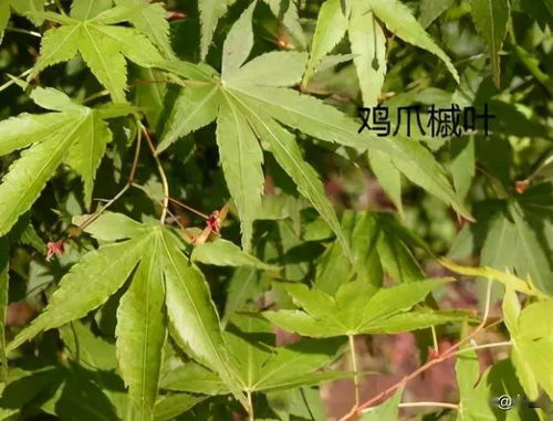 鸡爪槭叶子为何不红？气候、土壤、光照在捣鬼