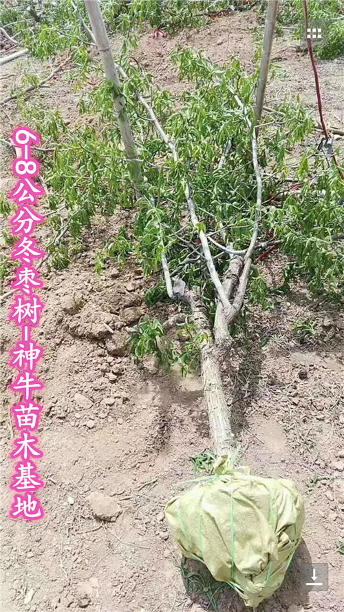 杀菌又生根，双重功效我来选