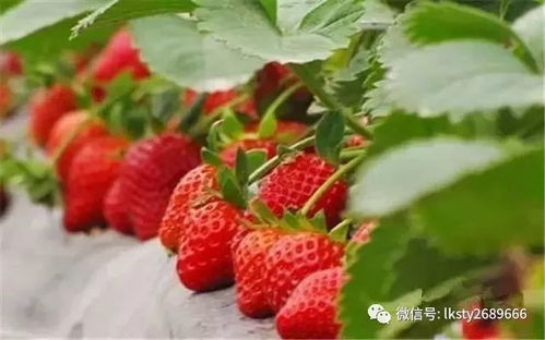 新县茶油基地：科学种植，品质保证的天然好油！