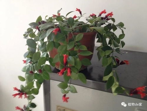 家庭盆栽口红怎么养殖？如何让花朵更加鲜艳