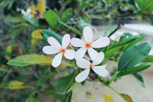 三、竹芋和太阳花