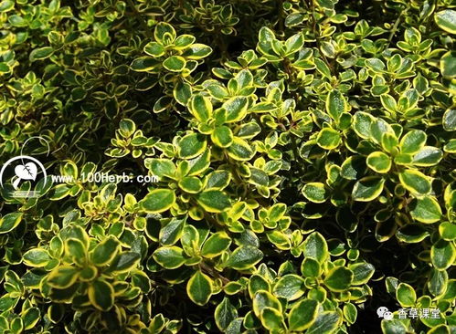 秋天种植，黄金季节