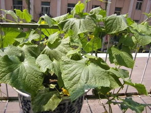 8月至10月，适合种植耐热、生长快的蔬菜