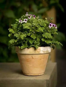 夏日驱蚊，绿色生活新选择