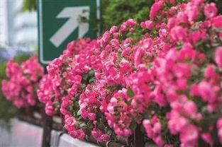 月季花的价格，是不是hen便宜呢？