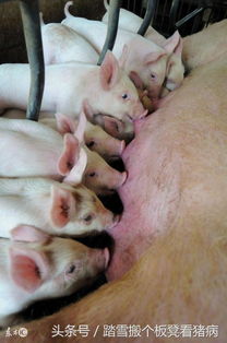 母猪产前产后不食，是什么原因引起的？