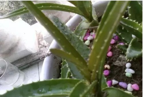 芦荟发黄变硬，如何挽救