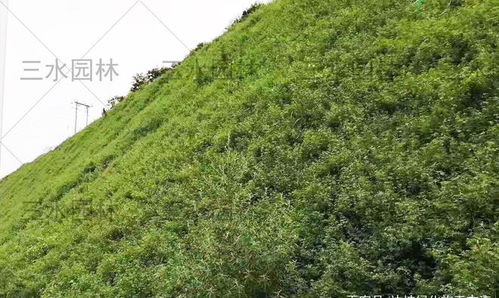 高速公路中间隔离带的植物