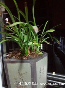 下山兰花怎么养才能开花？