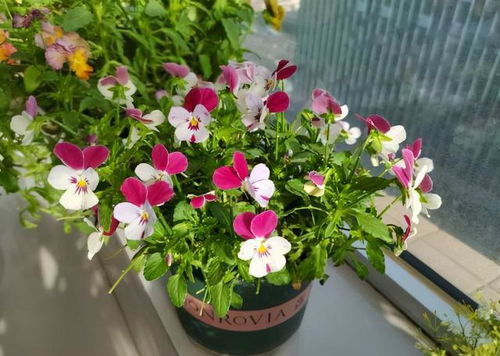 探寻那洁白如雪的神秘树影