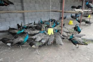 孔雀养殖食槽是专门为孔雀设计的，用于投放饲料的槽状结构